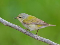 A2Z3335c  Tennessee Warbler (Oreothlypis peregrina)